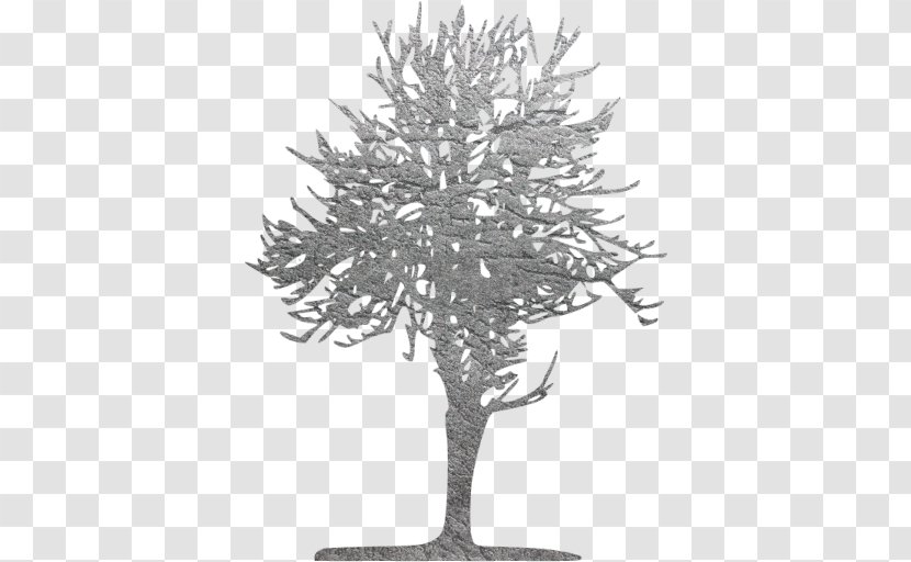 Twig - Pine Family - Tree Transparent PNG