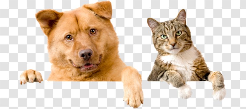 Kindness Animal Hospital Dog Pet Sitting Cat - Like Mammal Transparent PNG