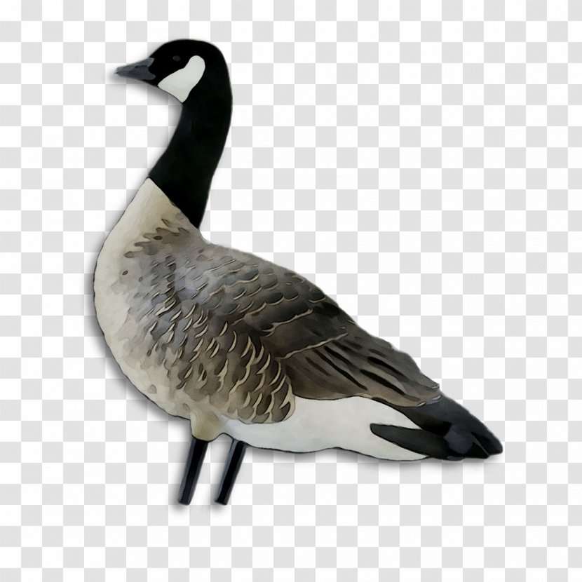 Greylag Goose Duck Bird Canada - Figurine Transparent PNG