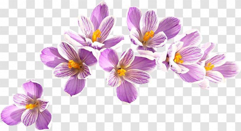 Crocus Vernus Flavus Snow Clip Art - Flower - Plant Transparent PNG