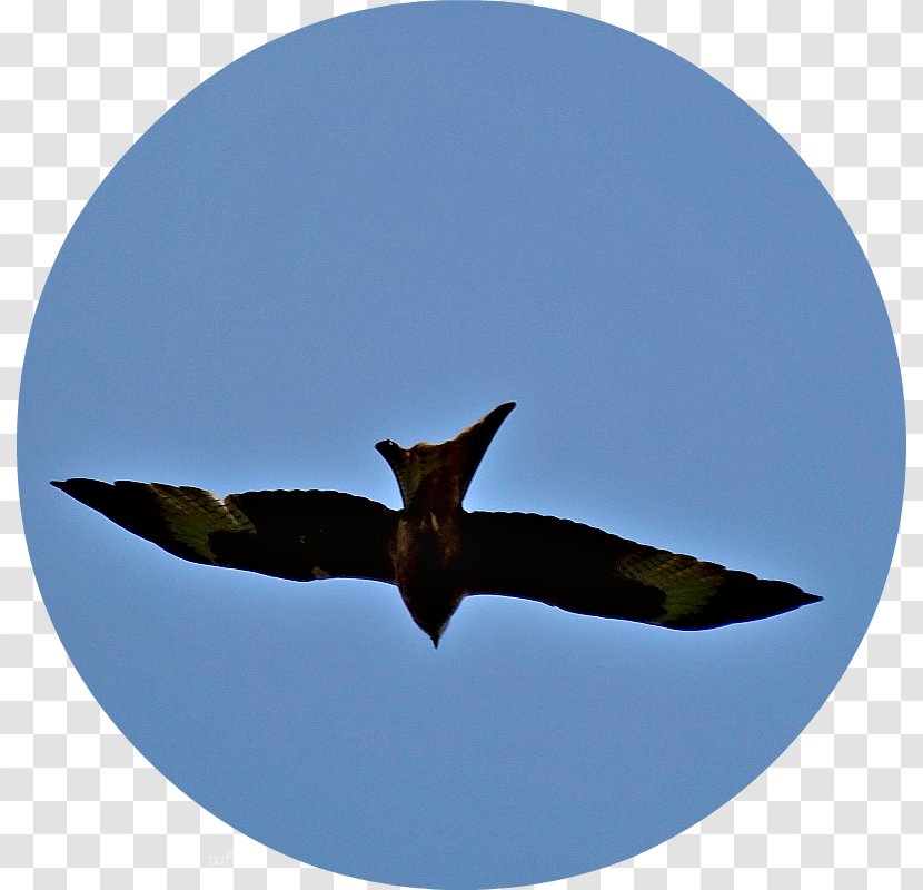 Fauna Beak Sky Plc - Explo Transparent PNG