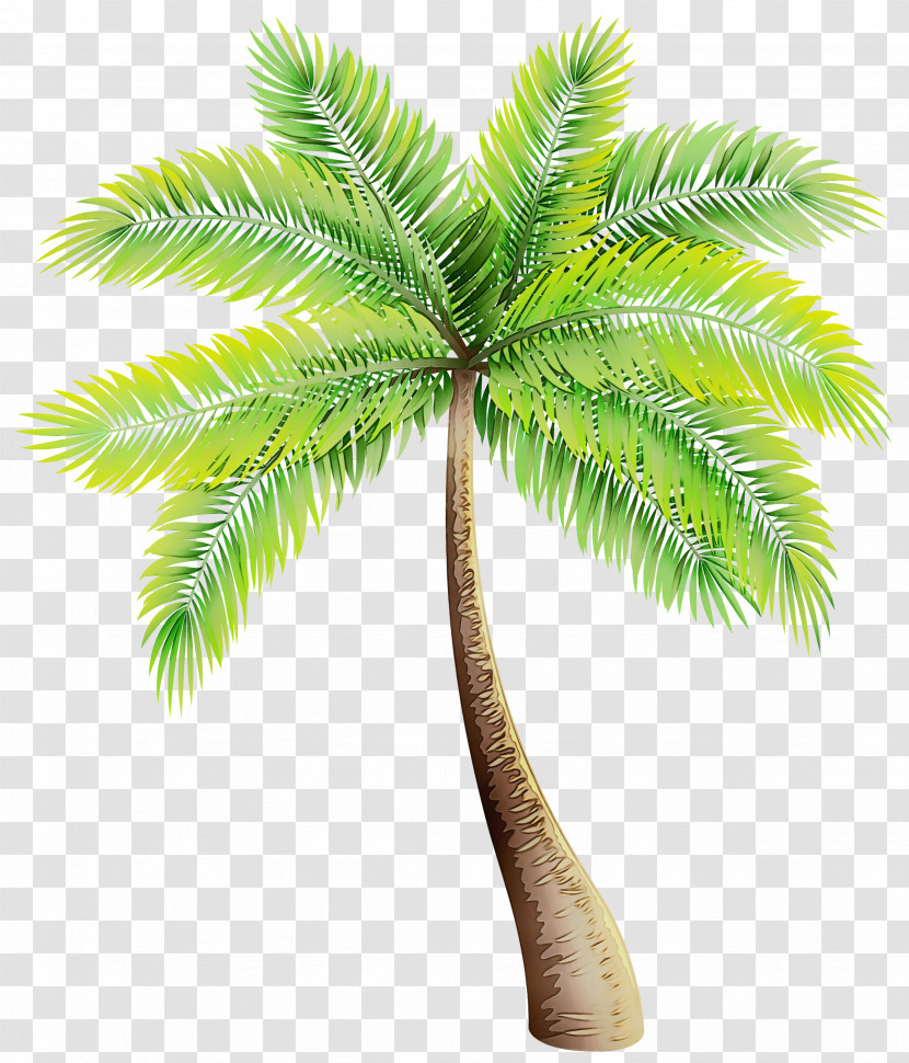 Palm Trees Transparent PNG