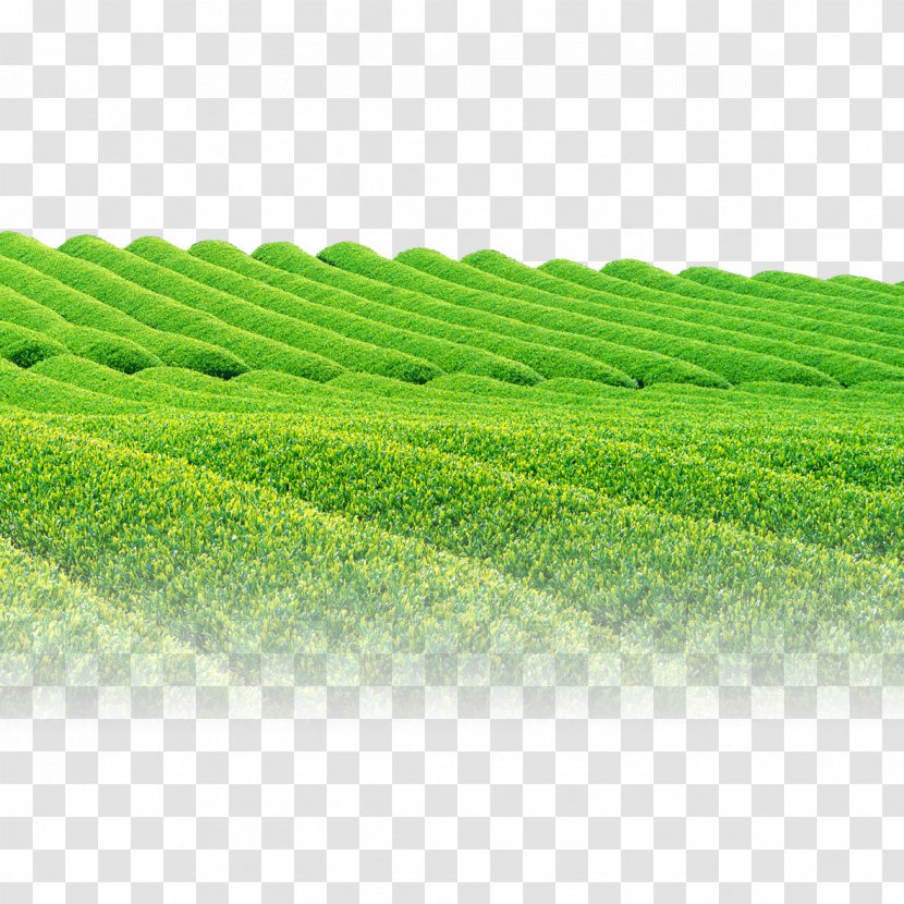 Green Tea Garden - Field Transparent PNG