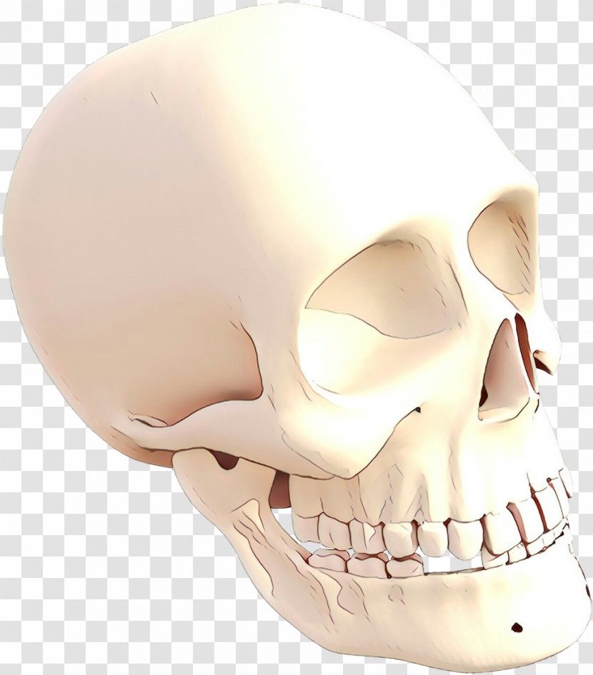 Face Skull Bone Jaw Head - Mouth - Skeleton Transparent PNG