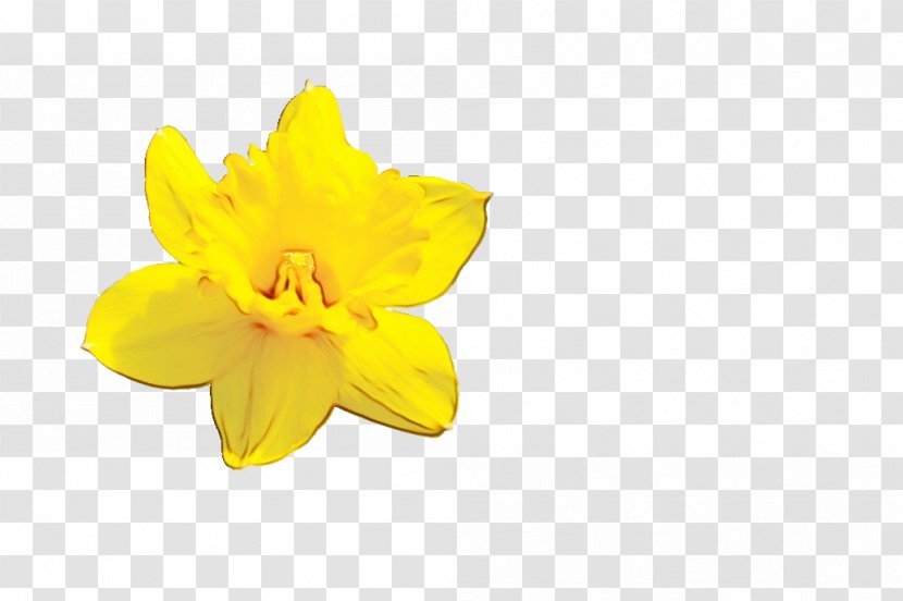 Yellow Flower - Evening Primrose Family - Amaryllis Transparent PNG