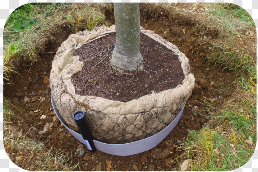 Tree Soil Irrigation Drought Water - Transplanting - Autocad Transparent PNG