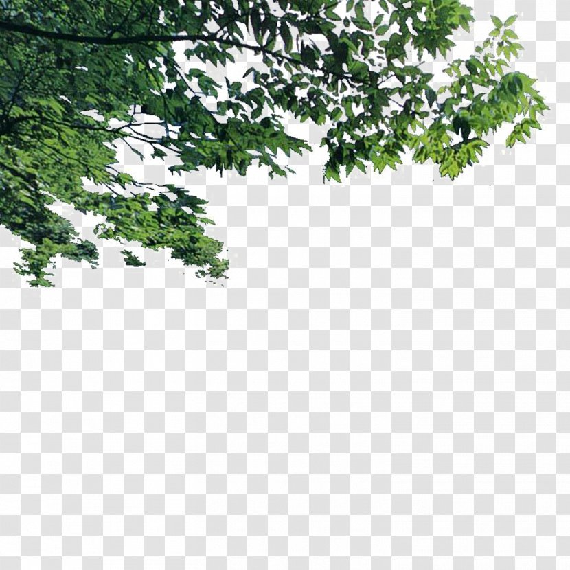 Tree Landscape Euclidean Vector - Grass - Foreground Transparent PNG