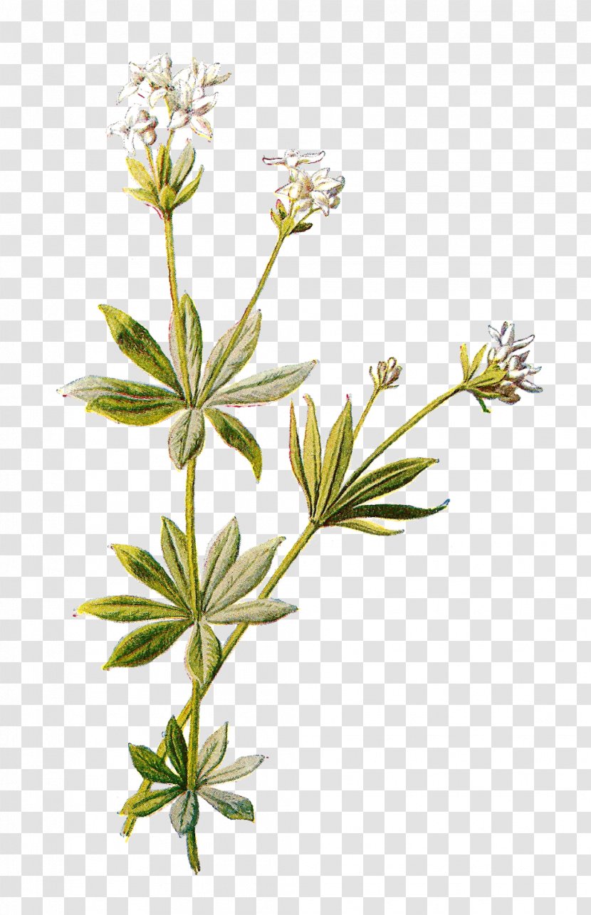 British Ferns Botany Botanical Illustration Printmaking Printing - Flora - Wild Flower Transparent PNG