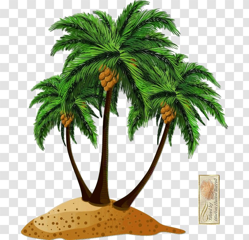 Arecaceae Coconut Clip Art Transparent PNG