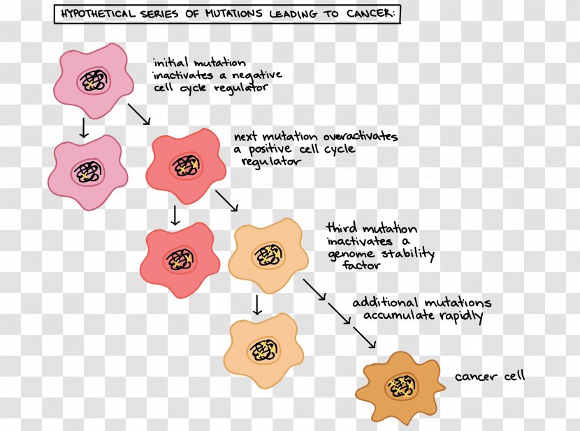 Cell Cycle Regulation Cancer Division - Organism Transparent PNG