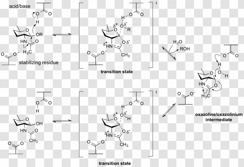 Glycoside Hydrolase Glycosidic Bond Catalysis Beta-galactosidase Enzyme - White Transparent PNG