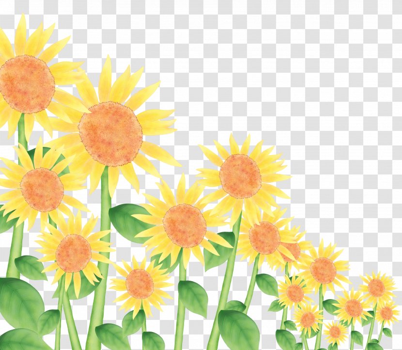 Common Sunflower Download - Yellow Transparent PNG