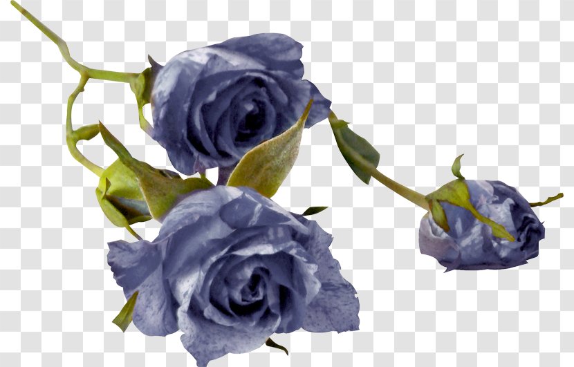 Garden Roses Cabbage Rose Blue Cut Flowers Floral Design - Flower Transparent PNG