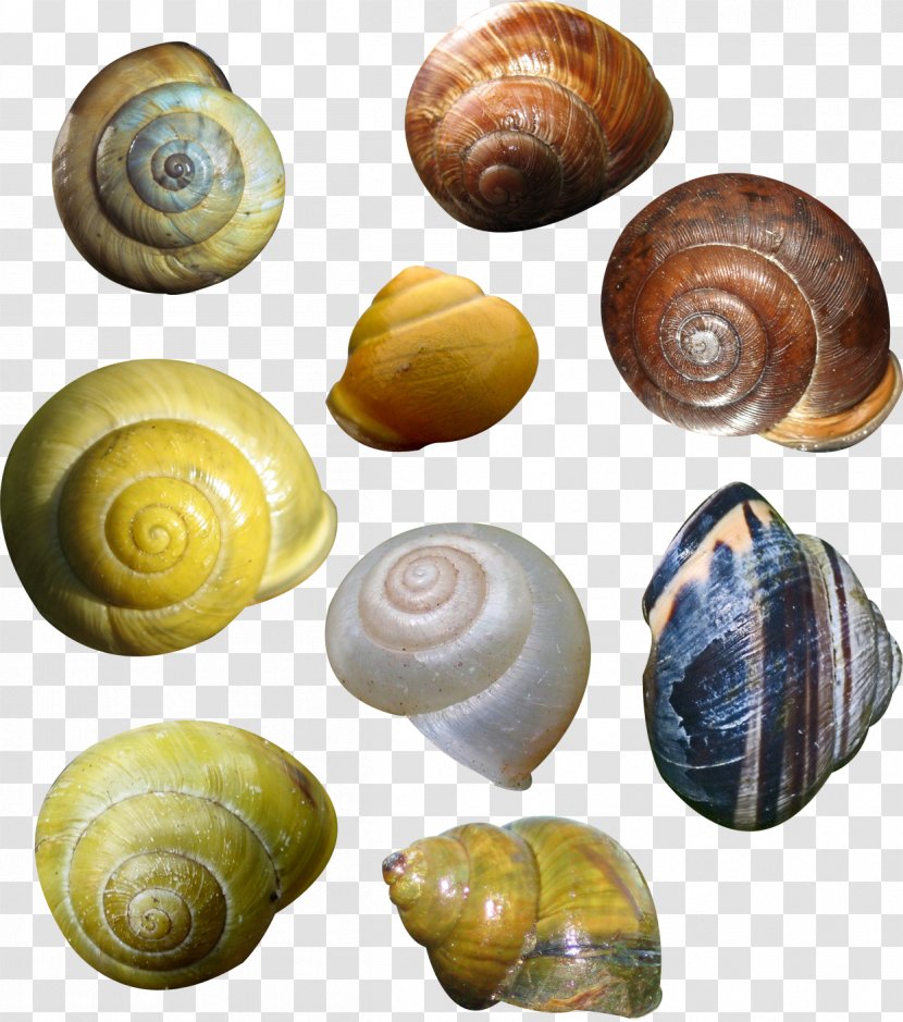 Lymnaeidae Conchology Snail - Organism - Lovely Transparent PNG