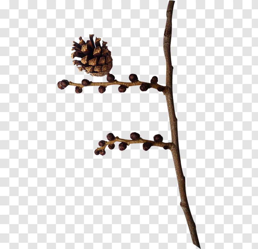 Twig Branch Leaf Plant Stem Tree - Jul I Juli Transparent PNG