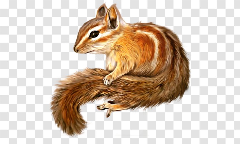 Chipmunk Squirrel Clip Art Image Transparent PNG