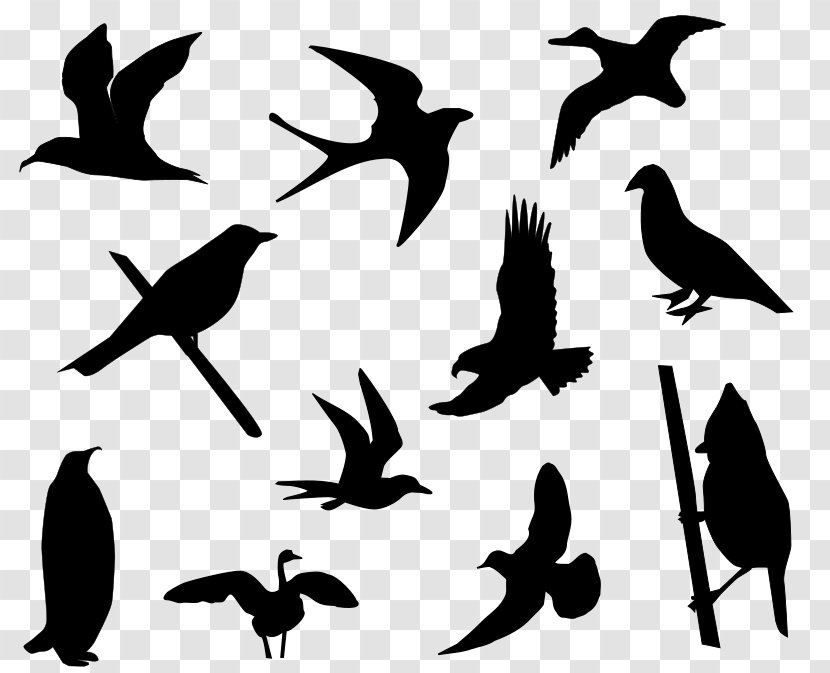 Bird Silhouette Drawing Clip Art - Monochrome Photography Transparent PNG