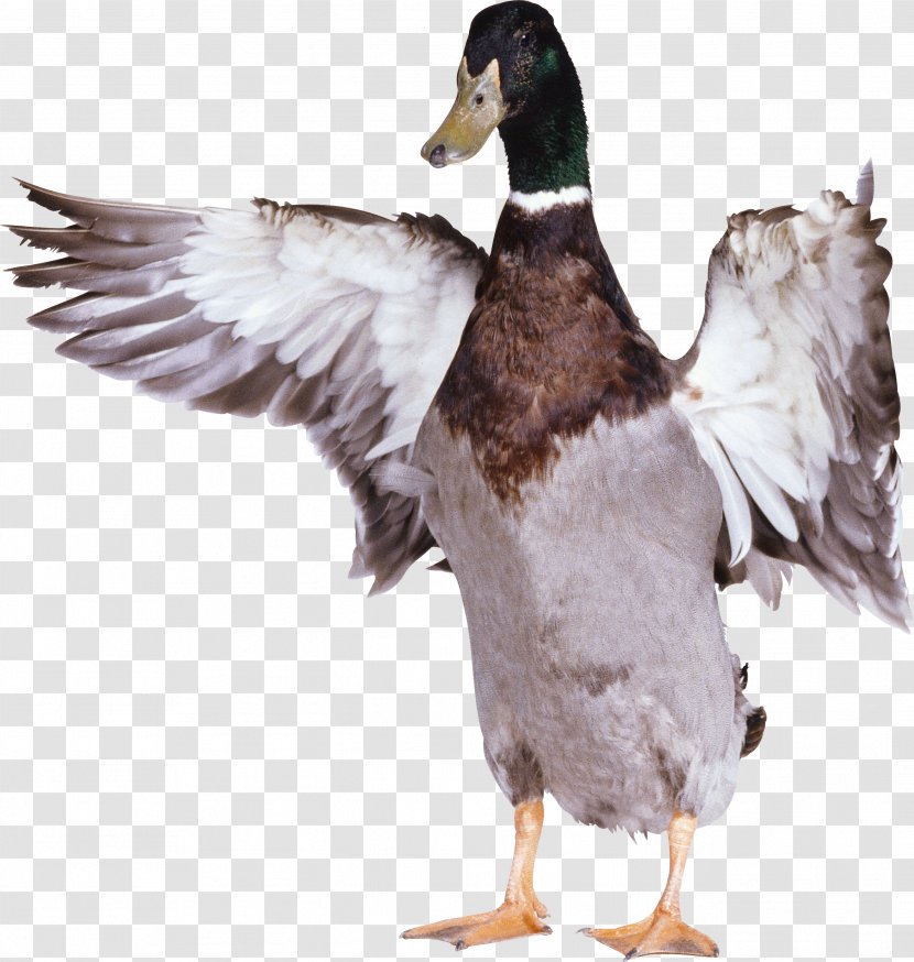 Duck Bird Goose - Poultry - Image Transparent PNG