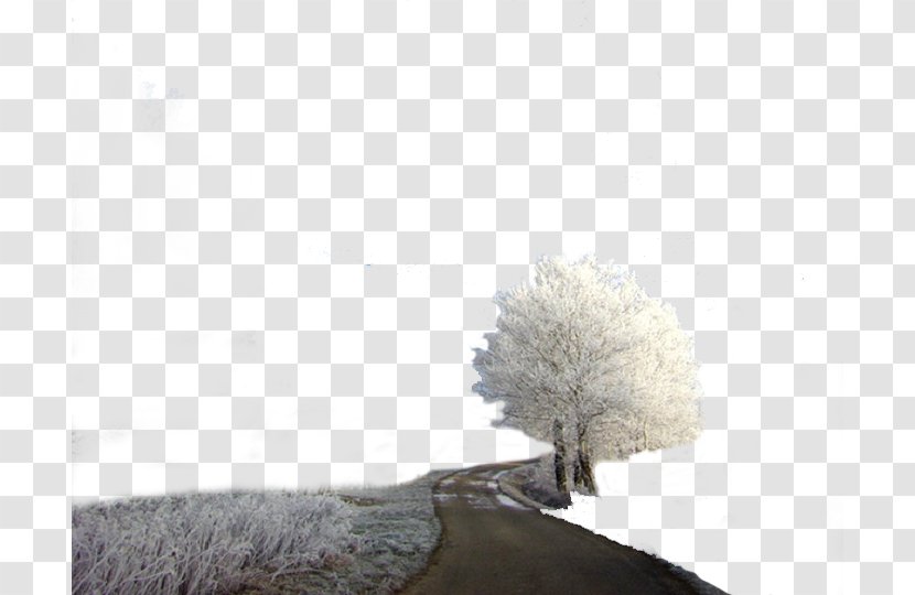 Tree Winter Pattern - Trees Transparent PNG