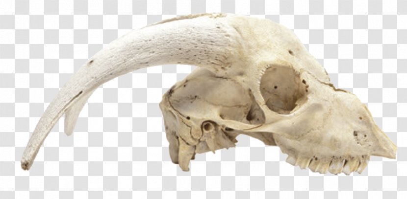 Animal Skulls Skeleton Bone - Goat - Skull Transparent PNG