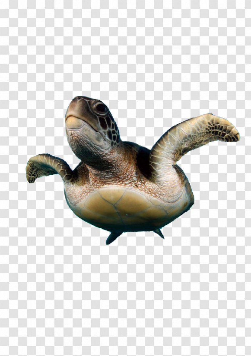 Turtle Natures Best Photography - Nature - Fish Transparent PNG
