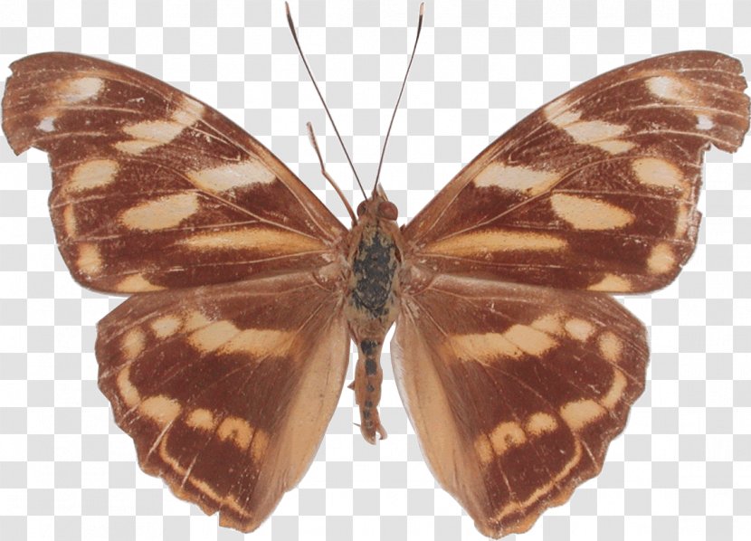 Monarch Butterfly Moth Brush-footed Butterflies Herona - Forest Transparent PNG