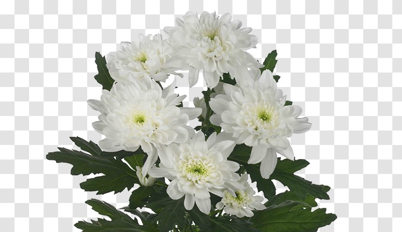 Chrysanthemum Cut Flowers Flores De Corte Plant - Aster Transparent PNG