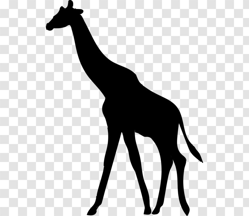 Silhouette Northern Giraffe Clip Art - Neck Transparent PNG