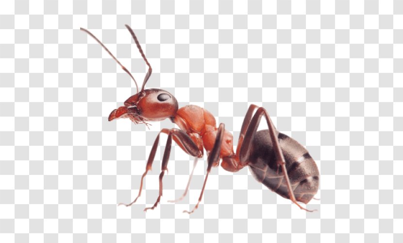 Red Imported Fire Ant Insect Pest Colony - Stinger Transparent PNG