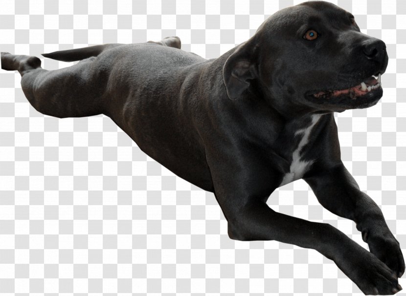 Dog Breed Cane Corso Data Compression Sporting Group - Snout Transparent PNG