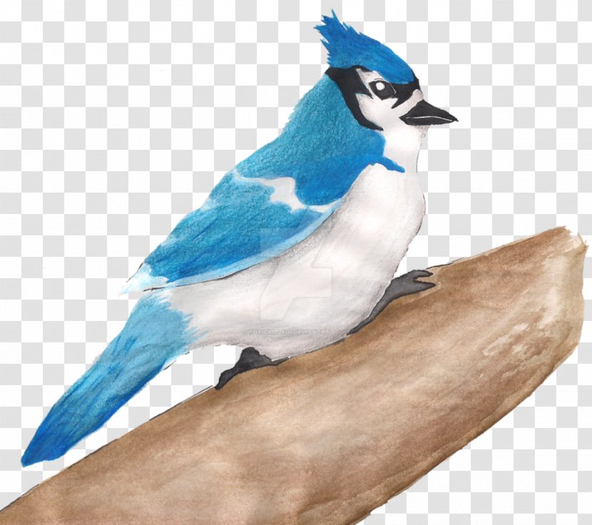 Blue Jay Beak Feather - Songbird - Pencil Villain Transparent PNG