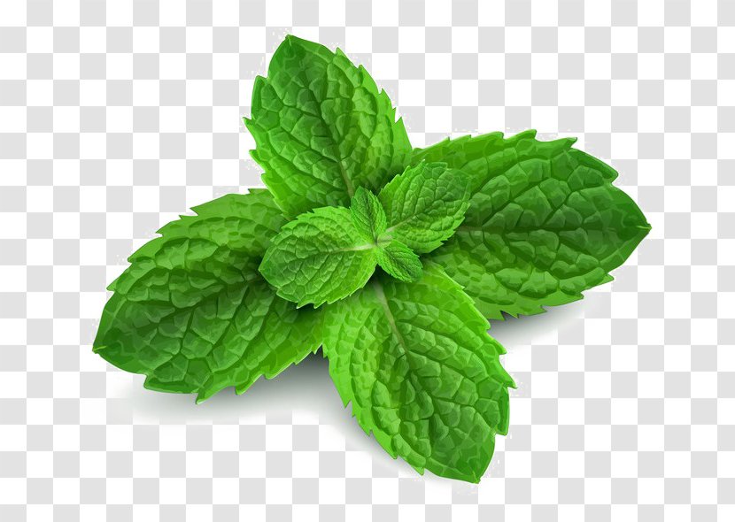 Peppermint Spearmint Menthol Pennyroyal Water Mint - Herb - Pepermint Transparent PNG