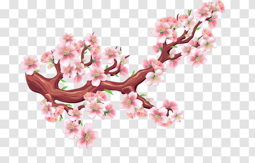 Cherry Blossom Clip Art Vector Graphics Drawing Transparent PNG