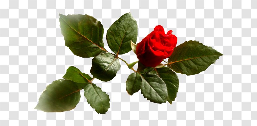 Blog Garden Roses .de Clip Art - Diary - Rose Leaf Transparent PNG