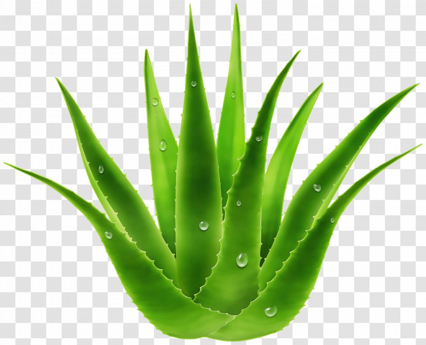 Aloe Vera Leaf - Flowerpot - Perennial Plant Transparent PNG