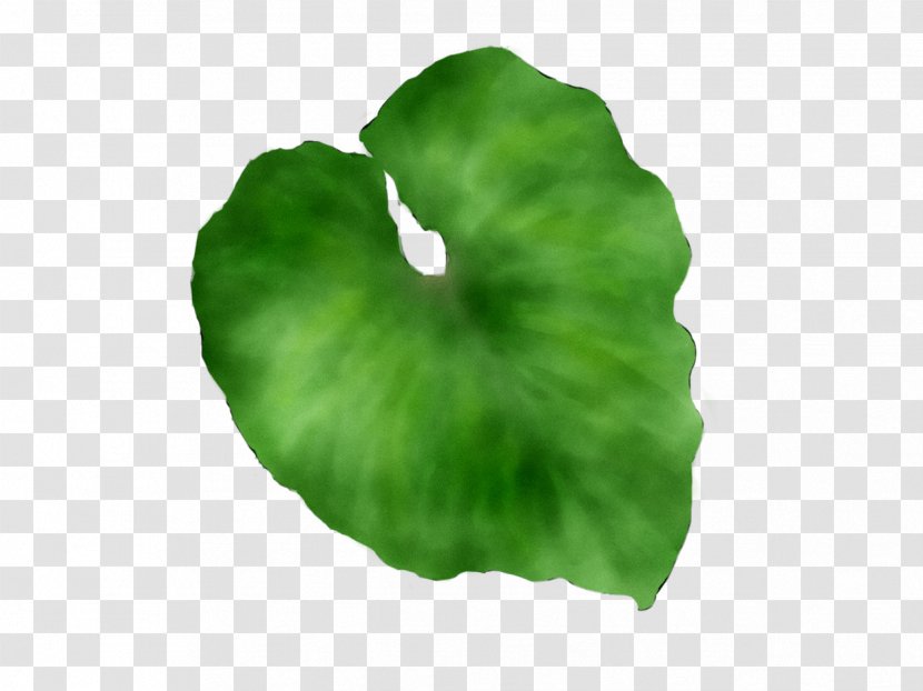 Leaf - Symbol Transparent PNG