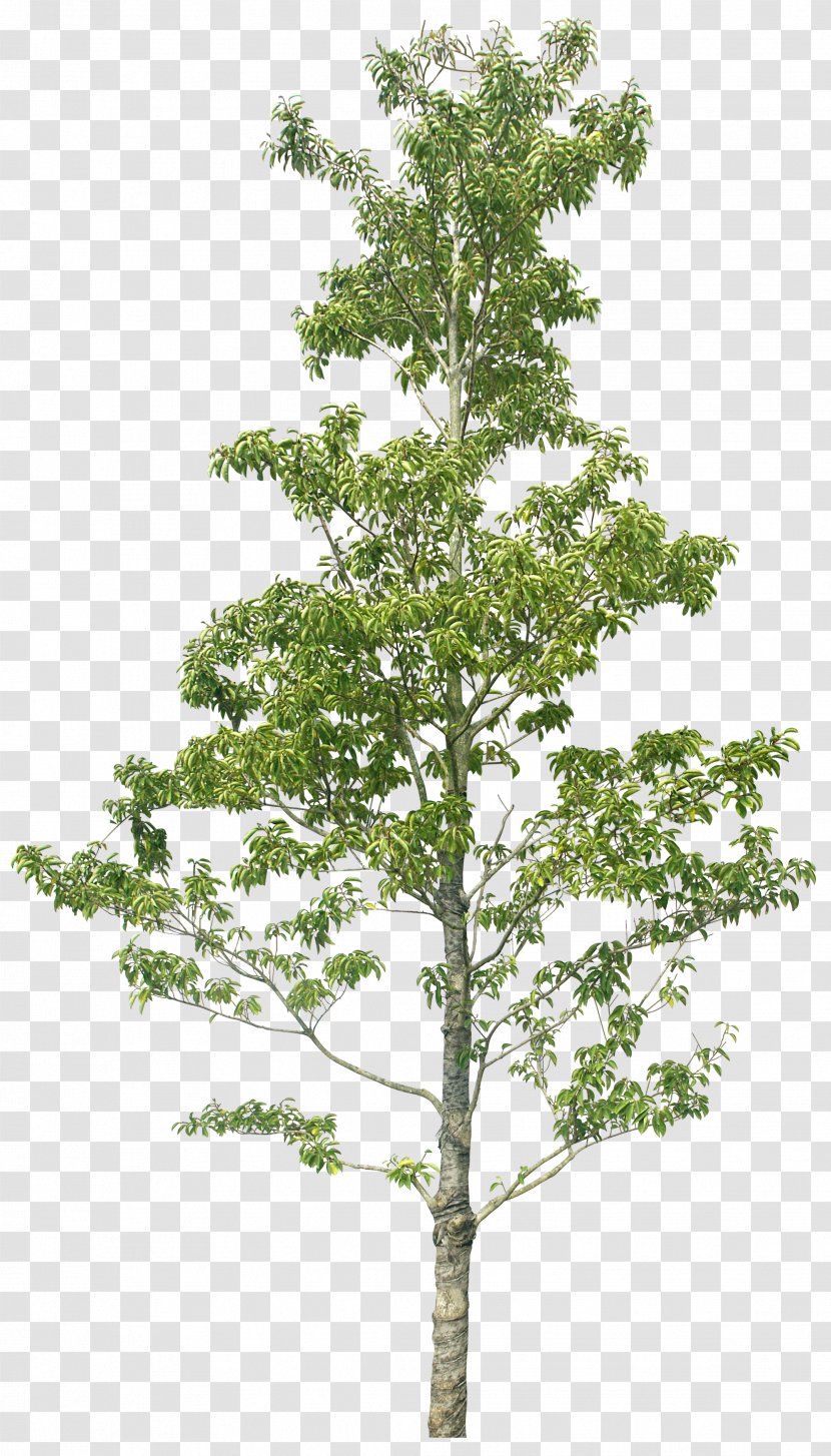 Tree Larch Image Greening Plants - Plane Trees Transparent PNG