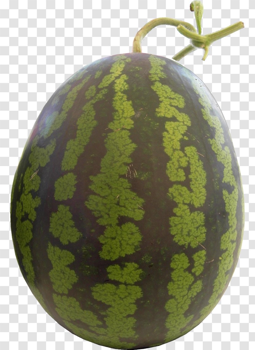 Watermelon Cucurbitaceae Winter Squash - Cucumber - Melon Transparent PNG