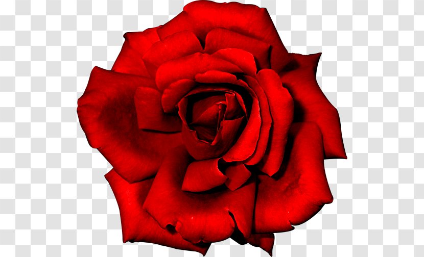 Rose Flower Red - Flowering Plant - Rosa Vermelha Transparent PNG