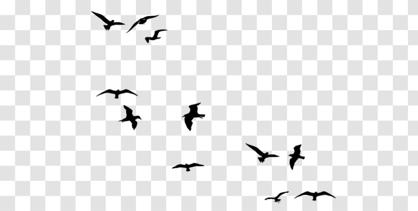 Bird Flight Gulls Swallow - Heart Transparent PNG