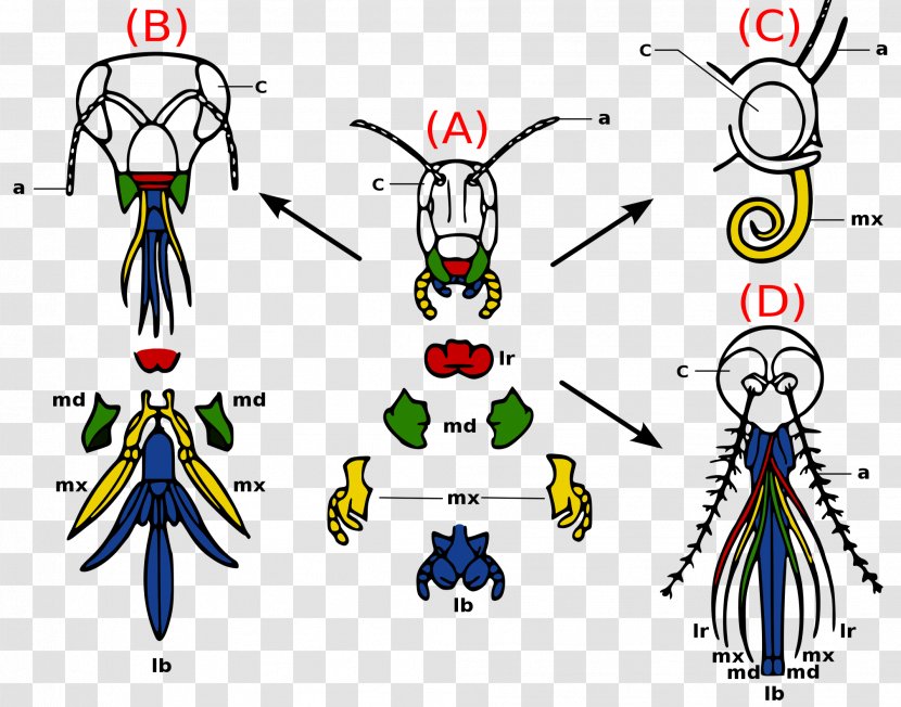 Insect Mouthparts Arthropod Morphology Labrum - Silhouette - Evolution Transparent PNG