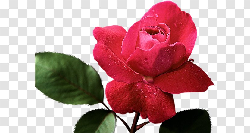 Rose Painting Red Pink Color - Floribunda Transparent PNG