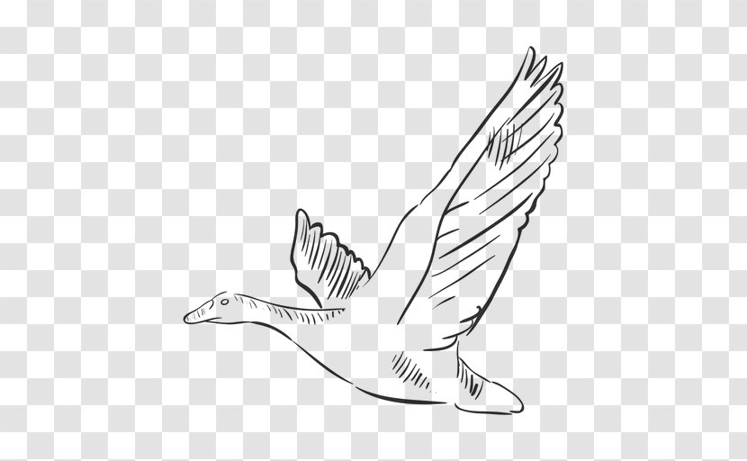 Bird Gulls Drawing Clip Art - Watercolor - Drawn Transparent PNG