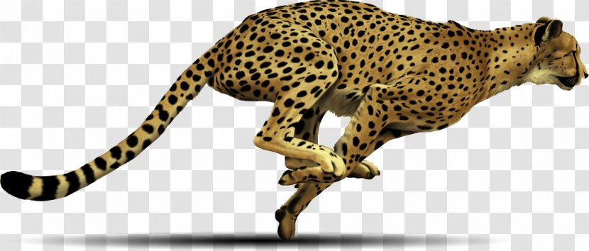 Cheetah Clip Art Transparent PNG