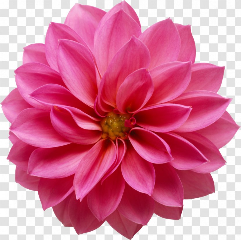 Flower Bouquet Lilium Clip Art - Pink Transparent PNG