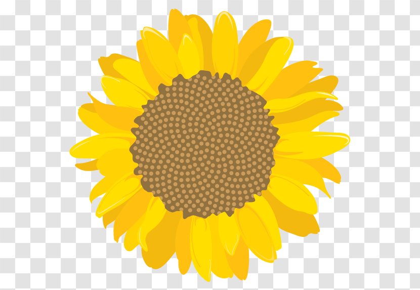 University Of Costa Rica Education Student Common Sunflower Transparent PNG