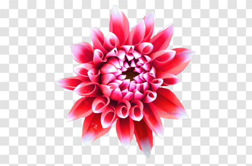 Dahlia Floral Design Cut Flowers Chrysanthemum - Petal Transparent PNG