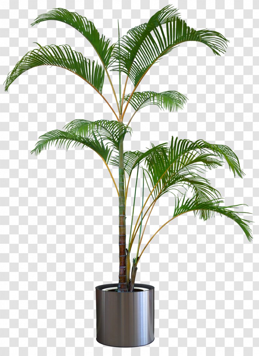 Dragon Tree Flowerpot Houseplant - Evergreen - Plant Transparent PNG