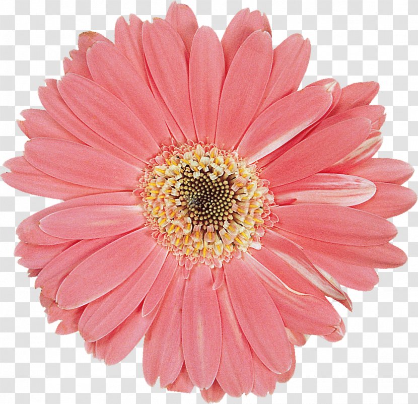 Transvaal Daisy Cut Flowers Family Flower Bouquet - Pink - Gerbera Transparent PNG