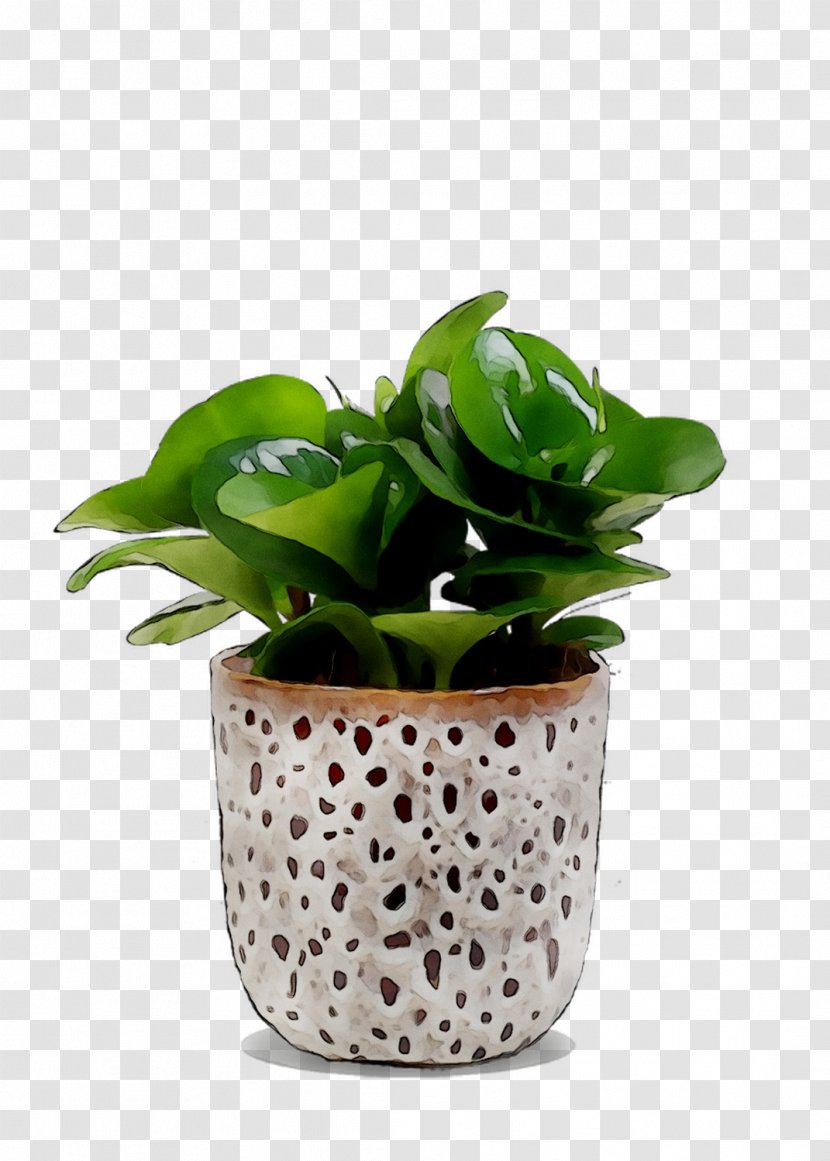 Houseplant Flowerpot - Anthurium - Leaf Transparent PNG